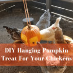 DIY Hanging Pumpkin For Chickens