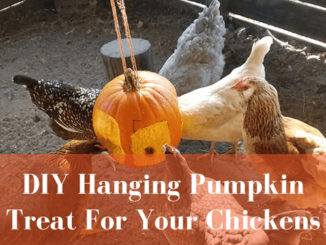DIY Hanging Pumpkin For Chickens