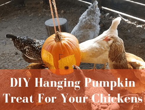 DIY Hanging Pumpkin For Chickens