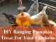 DIY Hanging Pumpkin For Chickens