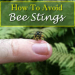How To Avoid Bee Stings