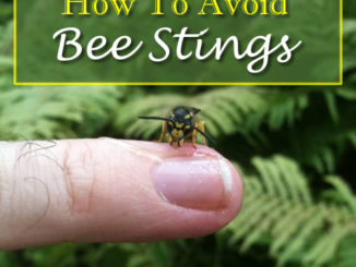 How To Avoid Bee Stings