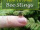 How To Avoid Bee Stings