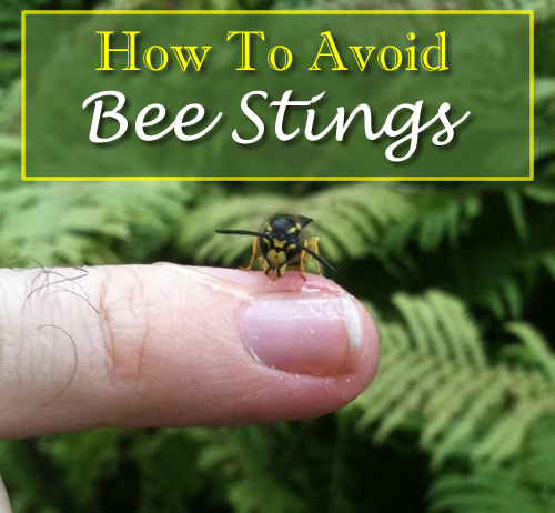 How To Avoid Bee Stings