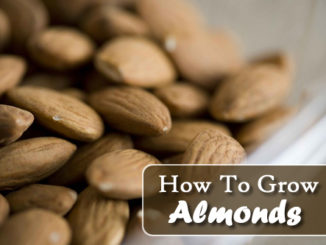 How To Grow Almonds