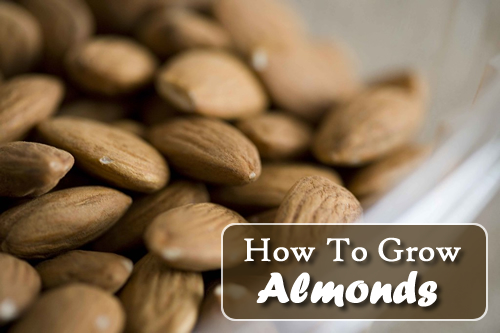 How To Grow Almonds