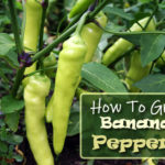 How To Grow Banana Peppers