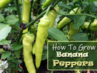 How To Grow Banana Peppers