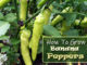 How To Grow Banana Peppers