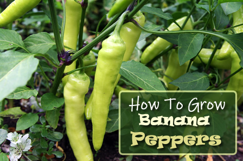 How To Grow Banana Peppers