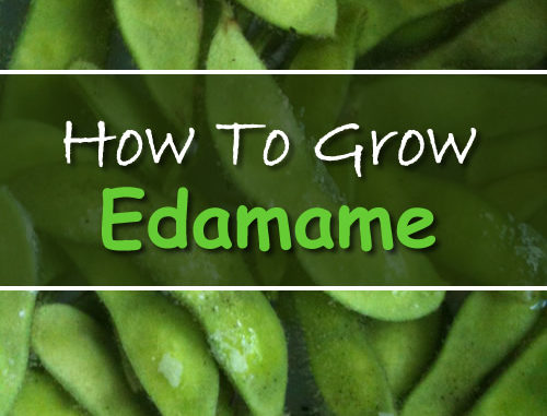 How To Grow Edamame