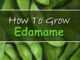 How To Grow Edamame