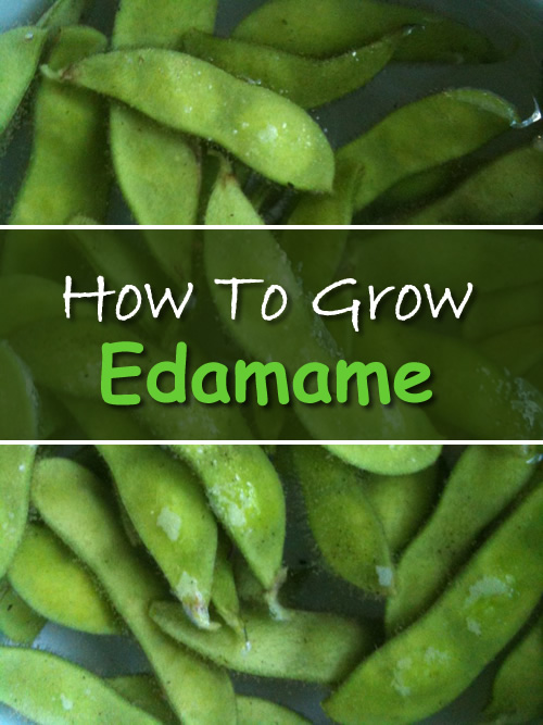 How To Grow Edamame