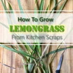 How To Grow Lemongrass From Kitchen Scraps