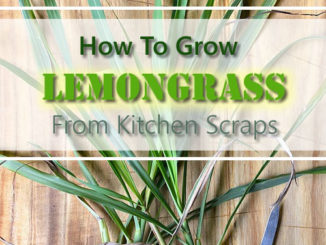 How To Grow Lemongrass From Kitchen Scraps