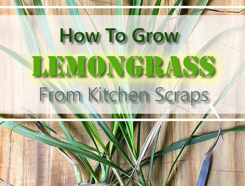 How To Grow Lemongrass From Kitchen Scraps