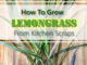 How To Grow Lemongrass From Kitchen Scraps