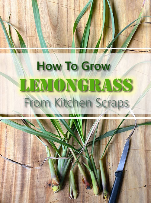 How To Grow Lemongrass From Kitchen Scraps