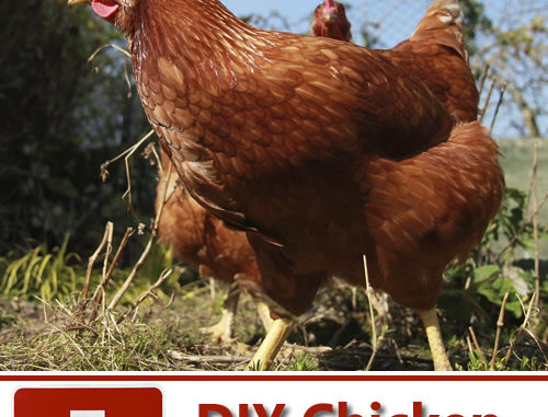 DIY Chicken First Aid Kit