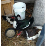 DIY No Mess Duck Waterer