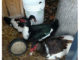 DIY No Mess Duck Waterer