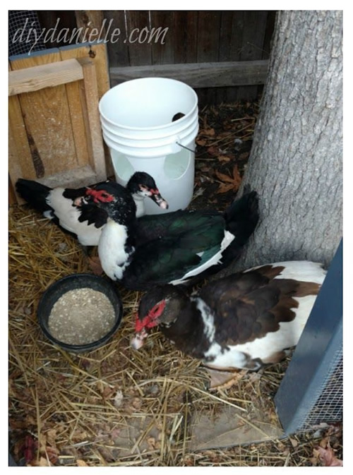 DIY No Mess Duck Waterer