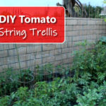 DIY Tomato String Trellis