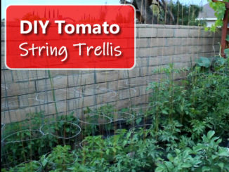 DIY Tomato String Trellis