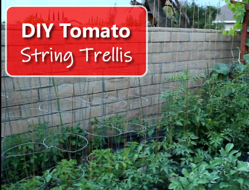 DIY Tomato String Trellis