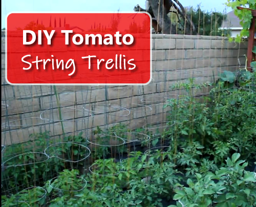 DIY Tomato String Trellis