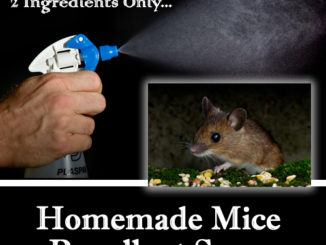 Homemade Mice Repellent Spray