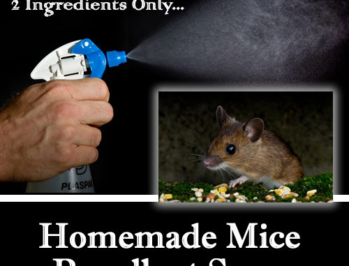 Homemade Mice Repellent Spray