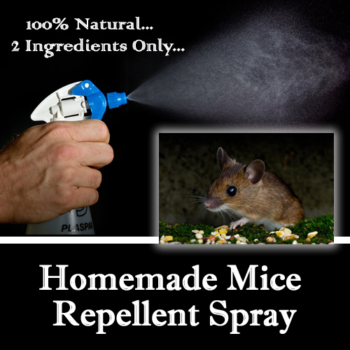 Homemade Mice Repellent Spray