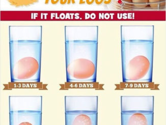 How Fresh Are Your Chicken Eggs?