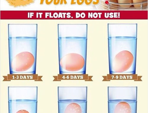How Fresh Are Your Chicken Eggs?