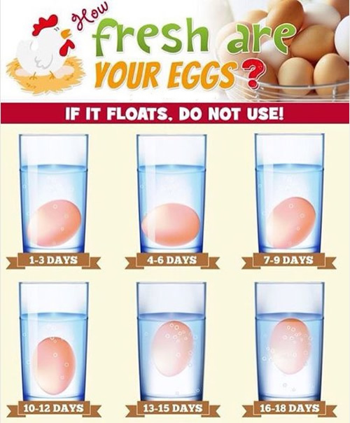How Fresh Are Your Chicken Eggs?
