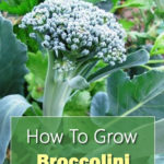 How To Grow Broccolini