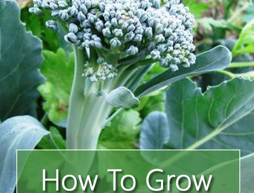 How To Grow Broccolini