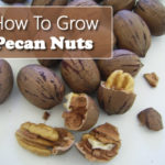 How To Grow Pecans