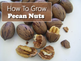 How To Grow Pecans