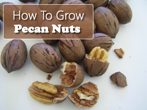 How To Grow Pecans