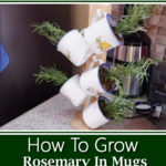 How To Grow Rosemary In Mugs