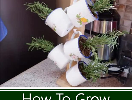 How To Grow Rosemary In Mugs