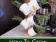 How To Grow Rosemary In Mugs