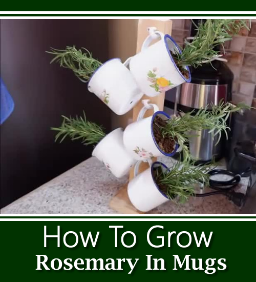 How To Grow Rosemary In Mugs