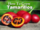 How To Grow Tamarillos