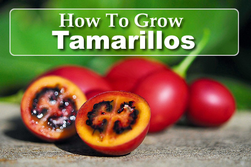 How To Grow Tamarillos