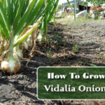 How To Grow Vidalia Onions﻿
