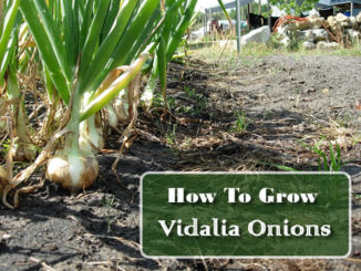 How To Grow Vidalia Onions﻿