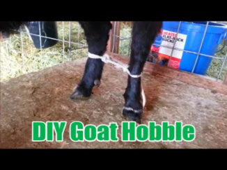 DIY Goat Hobble